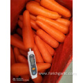 Good Quality Fresh Carrot 2019